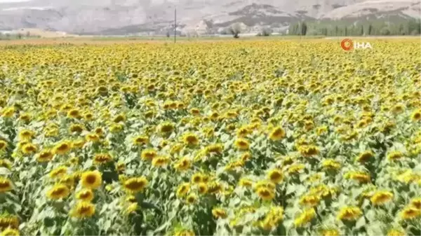 Ünlü tenordan ayçiçeği tarlasında arya