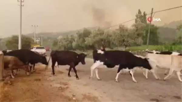 AKUT ve vatandaşlar hayvancılık işletmelerini tahliye ediyor