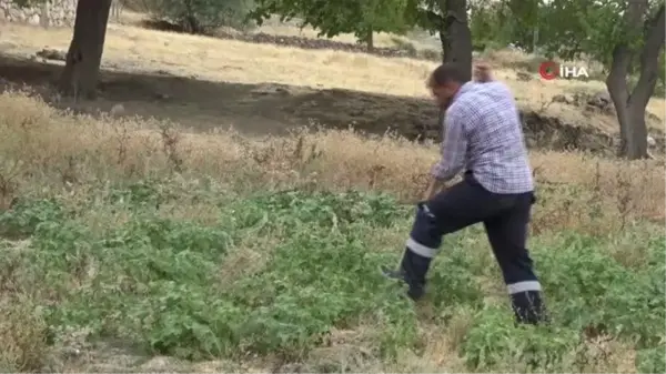 Gercüş'te et yiyen dev çekirge görenleri hayretler içinde bıraktı