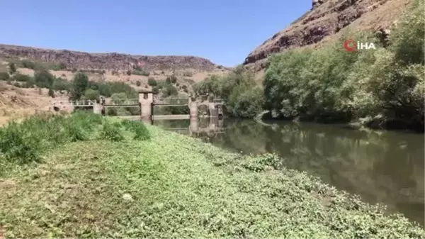 Son Dakika | Korkulan oldu... Kars Çayı'nda toplu balık ölümü