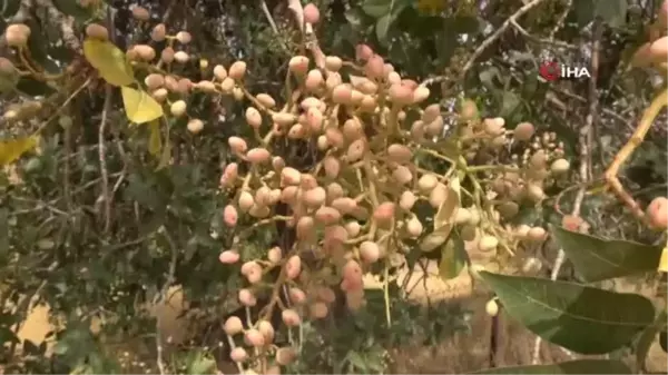 Bu ürün en çok Arap ülkeleri tarafından tüketiliyor, kilosu altınla yarışıyor