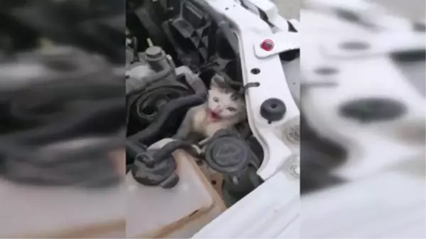 Son dakika haberi... Otomobilin motor kısmına sıkışan kediyi itfaiye kurtardı