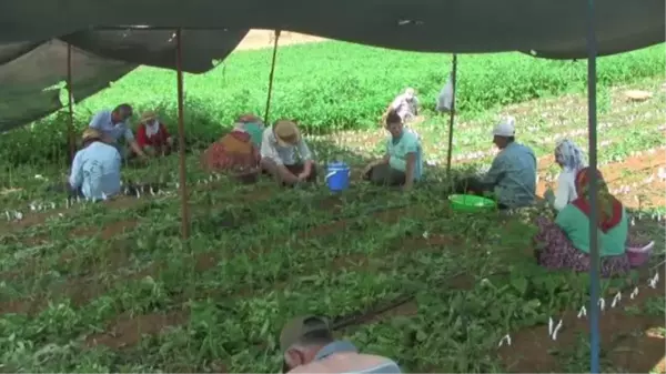 BALIKESİR - Bandırma'nın meşhur ceviz fidanları aşılanmaya başlandı