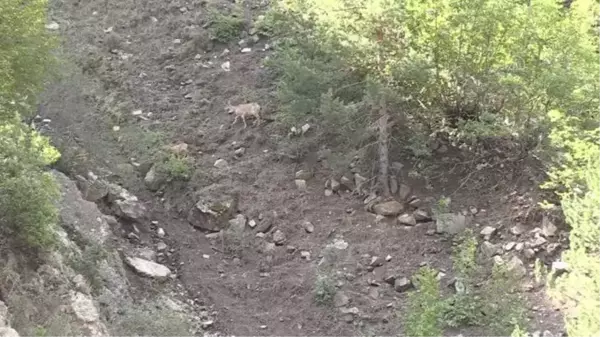 Koruma altındaki yaban keçileri Erzurum dağlarına güzellik katıyor