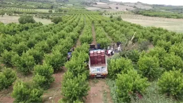 Hasat mesaisine başlayan şeftali üreticisinin yüzü gülüyor