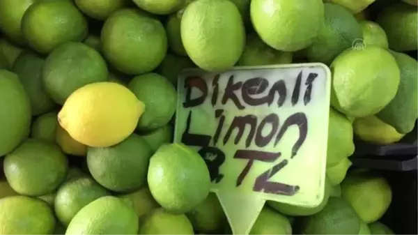 Turunçgilde yeni sezon erkenci limon hasadıyla başlıyor