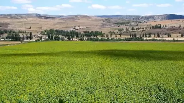 Ayçiçeği tarlaları sarı ve yeşil tonlarıyla görsel şölen sunuyor