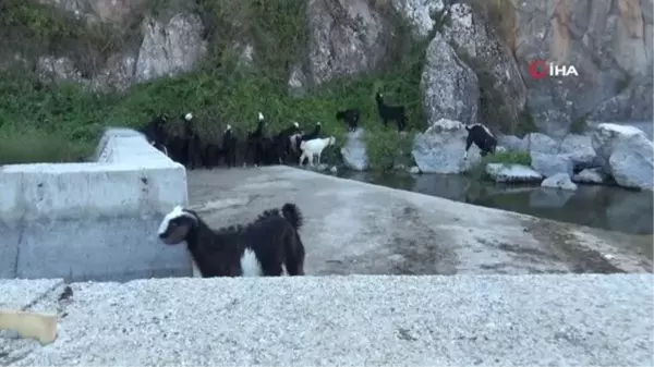 Konya'ya göç eden Manavgatlı besicinin hayvanlarını yanmaktan kurtardı