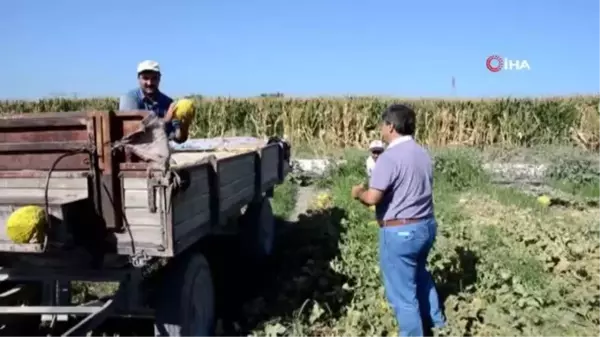 Kırkağaç kavununda hasat dönemi başladı