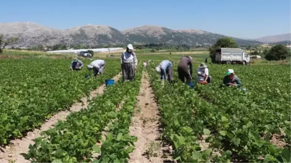 KURAKLIK FASULYE ÜRETİMİNİ DE VURDU