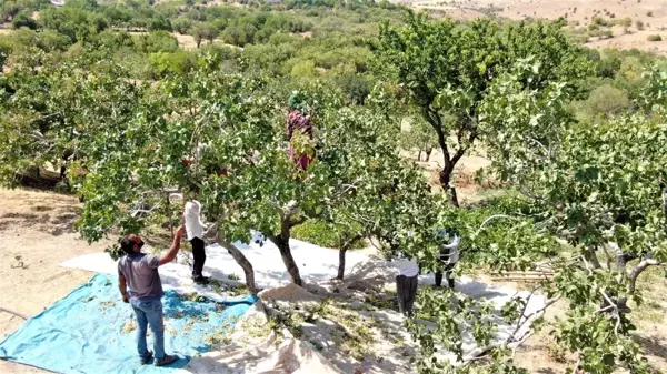 Bölgede yetişmez denileni üretti! 26 yıl önce hobi olarak diktiği fıstıklar ABD yolunda