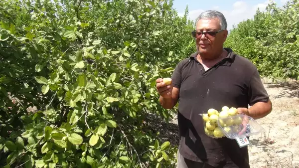 Limonun yerine denemek için guava dikti! Türkiye'de az yetişen meyveyle sipariş patlaması yaşıyor