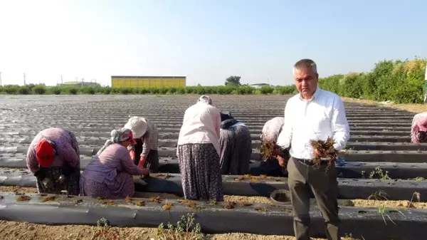 Silifke'de çilek fideleri toprakla buluşuyor