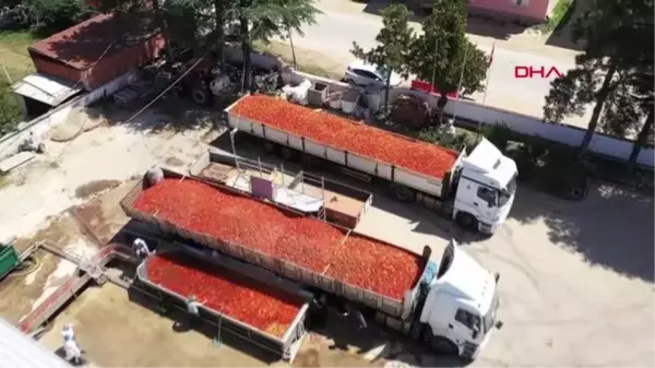 BURSA'DA, İHRACATLIK SALÇA SEZONU AÇILDI