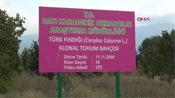 TÜRK FINDIĞI BOLU'DA KORUNUYOR