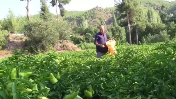 Tescilli Kale biberi, kalitesiyle yurt dışına açıldı