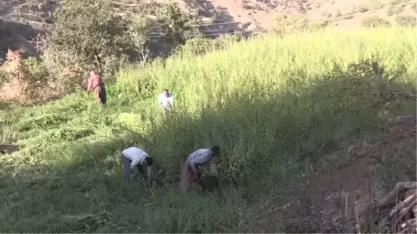 Çukurca'da geleneksel yöntemlerle hazırlanan tahin sofraları süslüyor