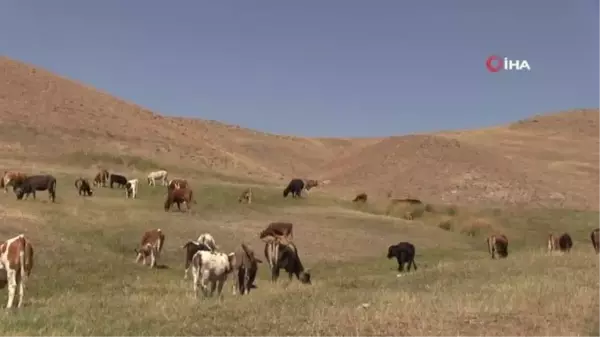 Bu ilçede gebe inekler artık kesilmeyecek