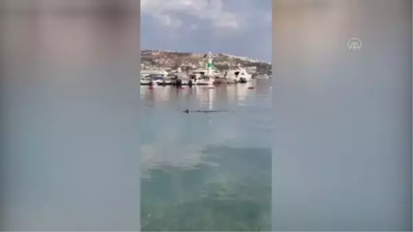 Son dakika haber! Bodrum'da yakalanan köpek balığının deniz açığına bırakılması cep telefonu kamerasına yansıdı