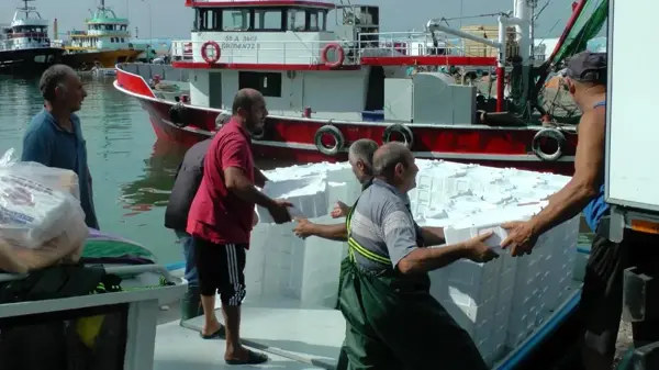 Karadeniz'de palamut ve hamsi bolluğu