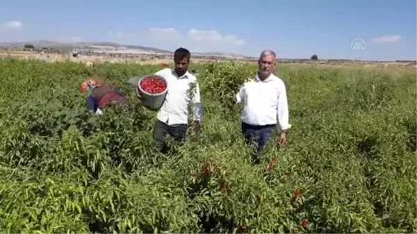 GAZİANTEP - Araban Ovası'nda kırmızı biber hasadı başladı