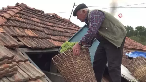 Son dakika: İmece usulü geleneksel pekmez yapımı devam ediyor