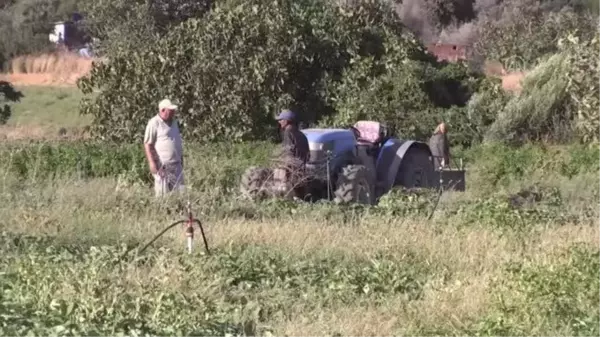 Hasadına başlanan mor patates verimi ve fiyatıyla üreticiyi sevindirdi