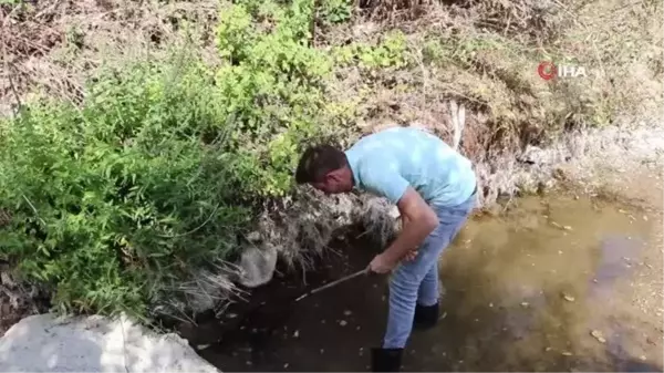 Oksijensiz kalan balıkları teker teker toplayıp akarsuya bıraktılar