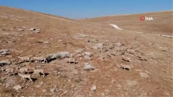 Urfa dağlarındaki ceylanlar havadan görüntülendi