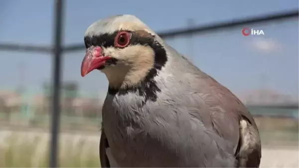 Av yasağında alınan önlemler kekliklerin popülasyonunu arttırdı