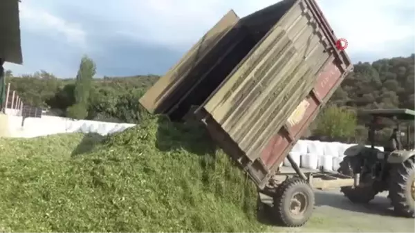 Pandemideki yem açığına karşı silaj paketleme tesisi kurdu