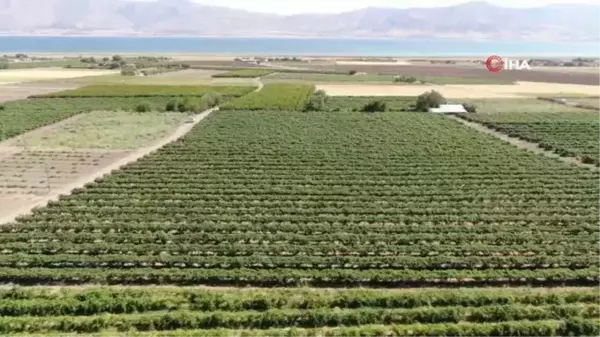 Elazığ'da 'En tatlı' hasat dönemi başladı