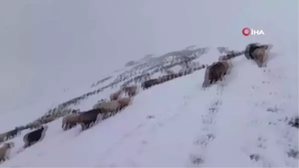 Doğu Karadeniz Yaylaları'nda erken görülen kar yağışı en çok onları etkiledi