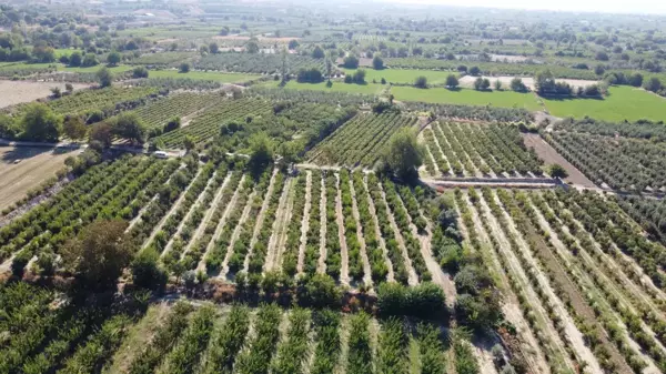 Denizlili nar üreticisi, sezondan umutlu