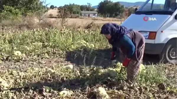 Ata tohumlarından yetiştirdiği kavunlar ilgi görüyor