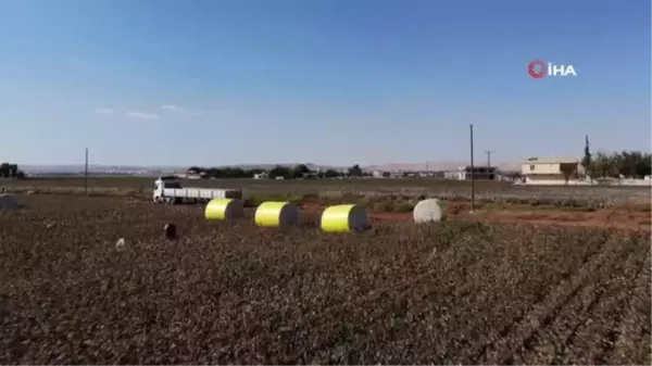 Harran Ovası'nda pamuk üreticisi altın yılını yaşıyor