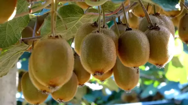 Ordu kivisinde 'erken hasat' uyarısı