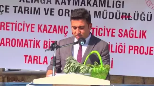 ALİAĞA'DA ANADOLU ADAÇAYI İLE İZMİR KEKİĞİ HASADI YAPILDI