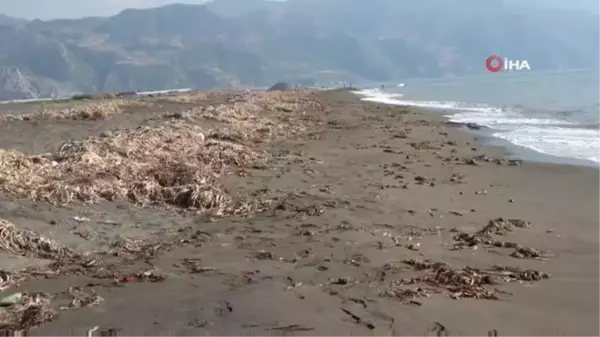 Samandağ Sahili'nde bu kez de 'su sümbülleri' krizi yaşanıyor