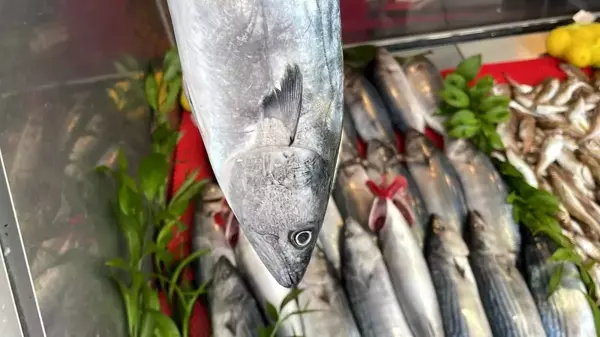 Batı Karadeniz'de hamsi azaldı, palamut tezgahtaki yerini aldı