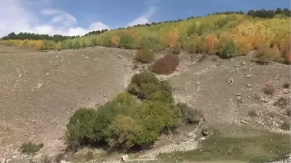 Ormanlık alanlar sonbaharın renklerine büründü