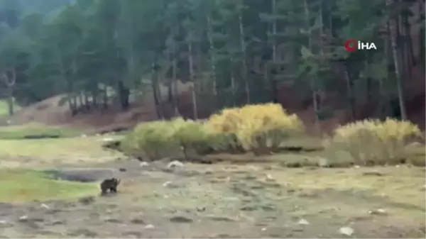 Bozayı sevdalıları tehlikeye aldırış etmedi, fotoğraf çekmeye devam etti