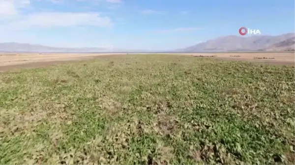 Kuraklık nedeni ile baraj gölünde sular çekildi, çiftçiler bölgeye şeker pancarı ekti