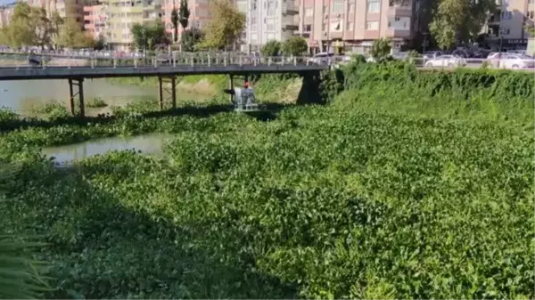 Asi Nehri'ni kaplayan su sümbüllerini temizleme çalışması sürüyor