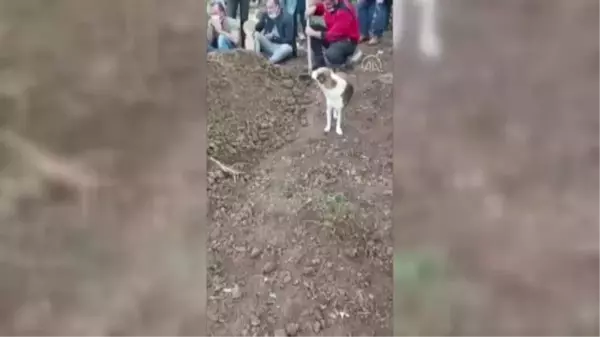 Ölen kargo görevlisi toprağa verilirken köpeği mezarın başından ayrılmadı