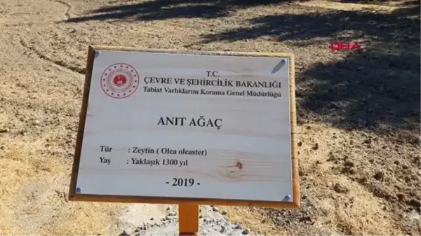 VALİ SU, 1300 YAŞINDAKİ ANIT AĞAÇ'TAN ZEYTİN TOPLADI