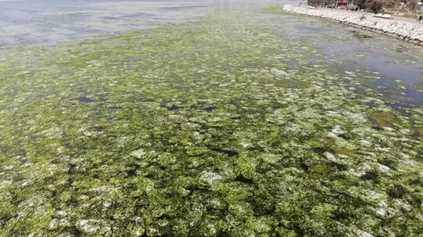 Bostanlı'da deniz marulları görülmeye devam ediyor