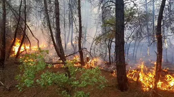 Son dakika haberi... Kütahya'da orman yangını