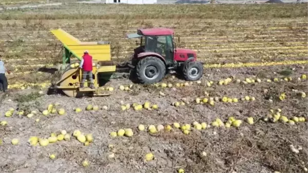 Tescilli ürünü kabak çekirdeğinde yüksek rekolte bekleniyor