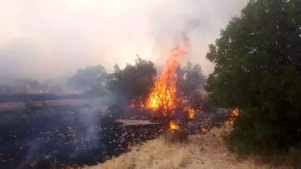 Son dakika haberi | Gaziantep'te orman yangını